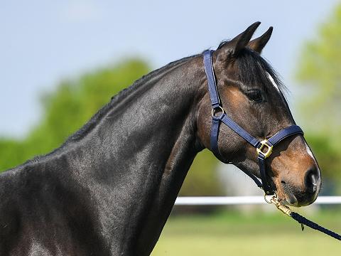 Cassius 2