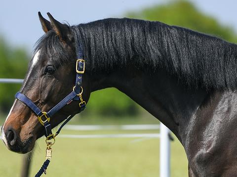 Cassius 1
