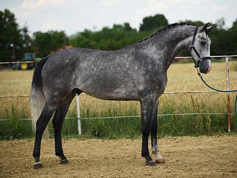 Főnix 3
