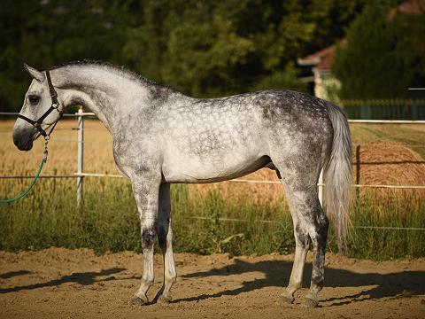 Calido-chacco blue 1