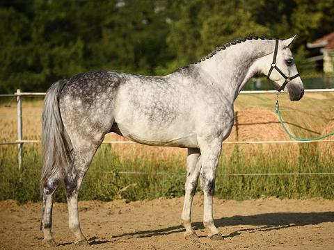 Calido-chacco blue 3