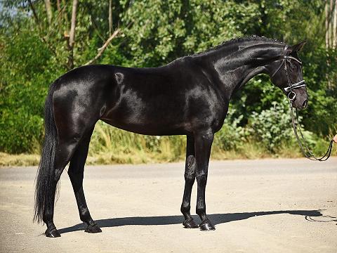 Odessia 1