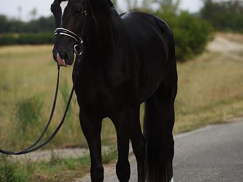 Veni 1