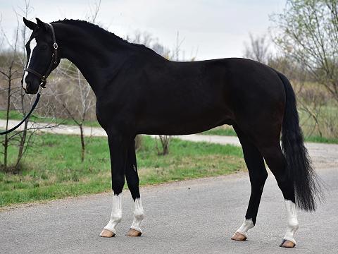 Figaro 4
