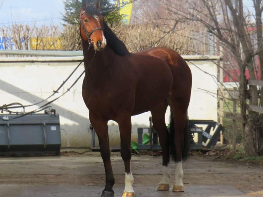 Mellisco